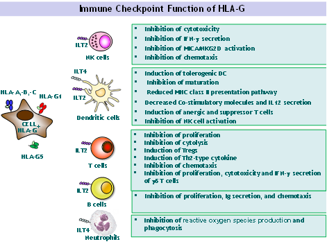 10 : HLA-G immune checkpoint in Oncology and Transplantation