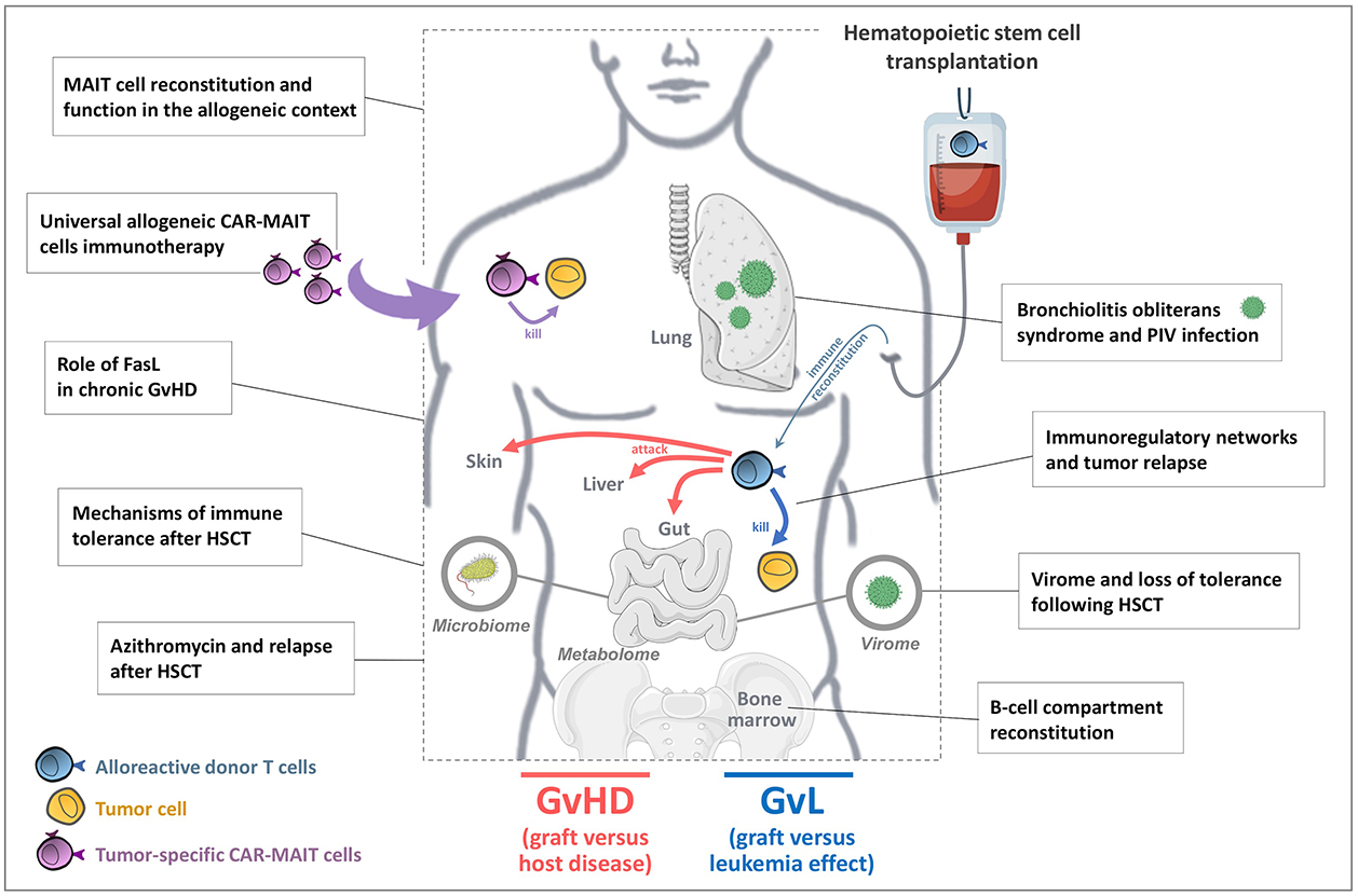 4 : Immune responses in the immunocompromised host: Tolerance versus GVHD