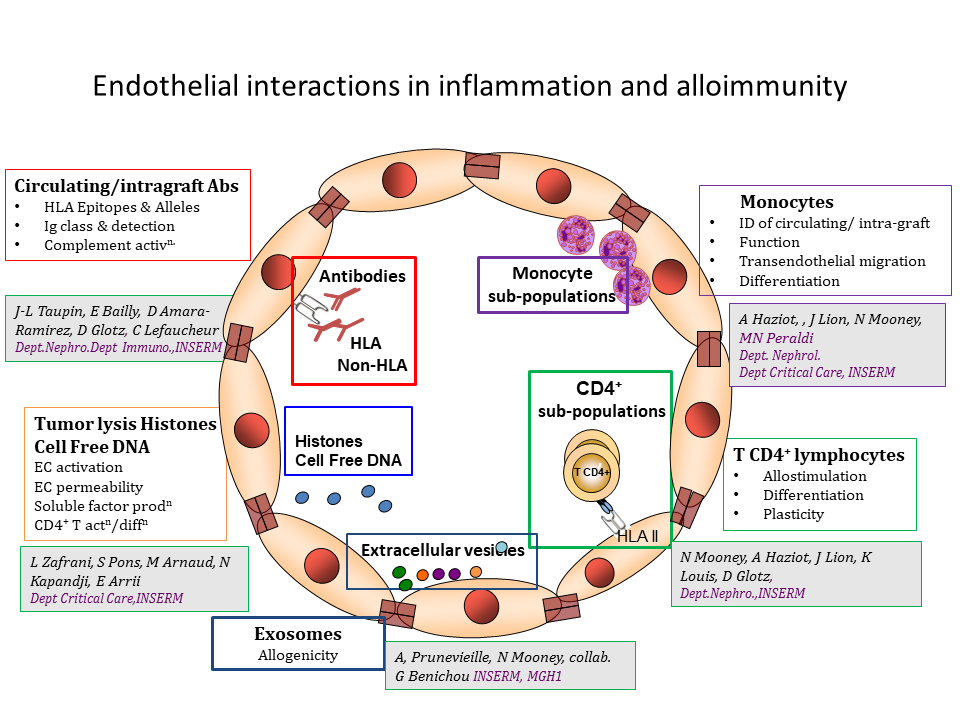 3 : Endothelium, Inflammation et Allogenicity