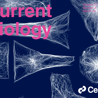 Acto-myosin network geometry defines centrosome position